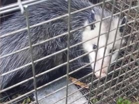 this image shows possum trapping removal