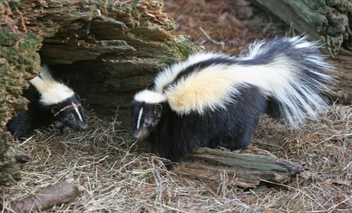 this image shows skunk control oakland