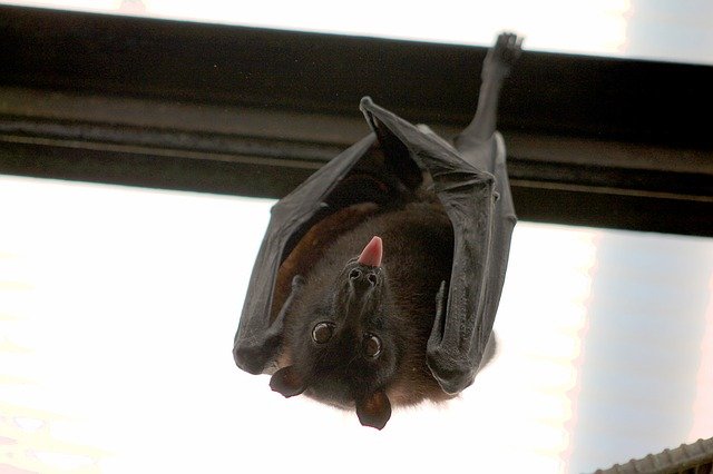 this is a picture of bat in Oakland, CA