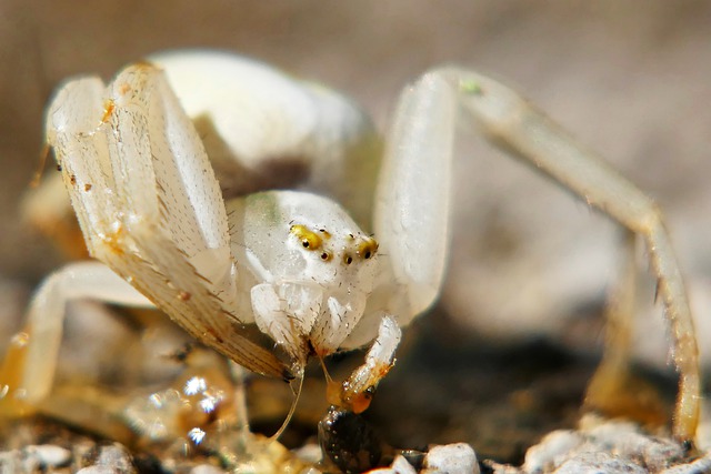 a picture of Oakland crab spider