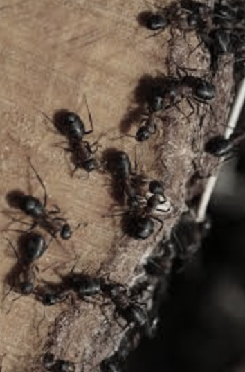 this image shows ant control in Oakland, CA