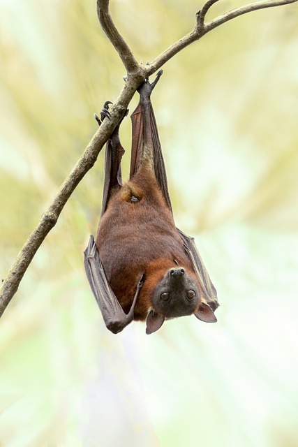a picture of Oakland bat