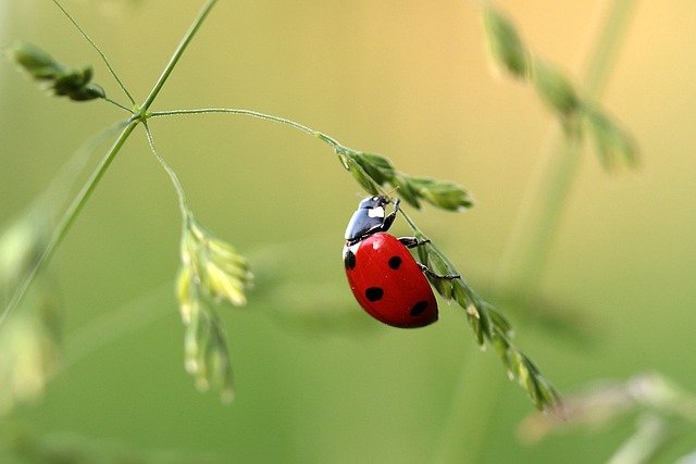 an image of ladybug in Oakland, CA