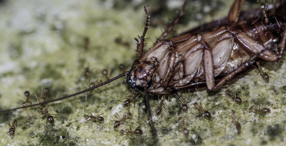 this is a picture of cockroach exterminator in Oakland, CA