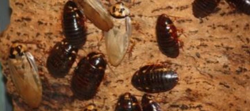 an image of cockroaches control in Oakland