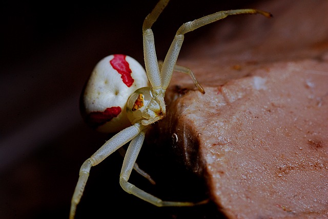 an image of crab spider in Oakland, CA