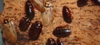 an image of German cockroach in Oakland, CA