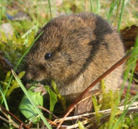 an image of gopher in Oakland, CA