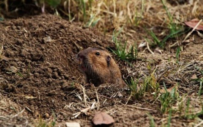 this is a pictures of gophers in Oakland, CA