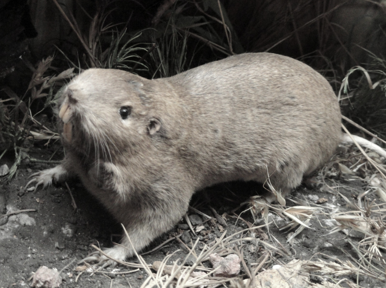 an image of gophers in Oakland, CA