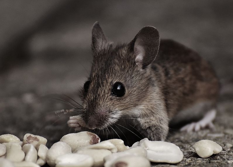 this is a picture of Oakland mice control