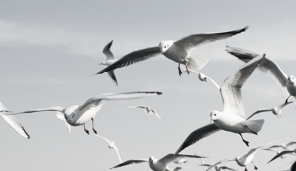 this is a picture of seagulls in Oakland, CA