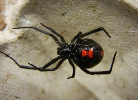 this is picture of spider in Oakland, CA