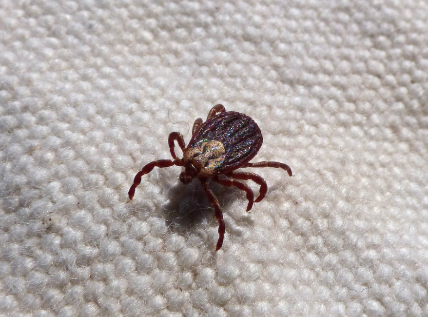 this is a picture of ticks in Oakland, CA