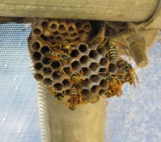 an image of wasp in Antioch, CA