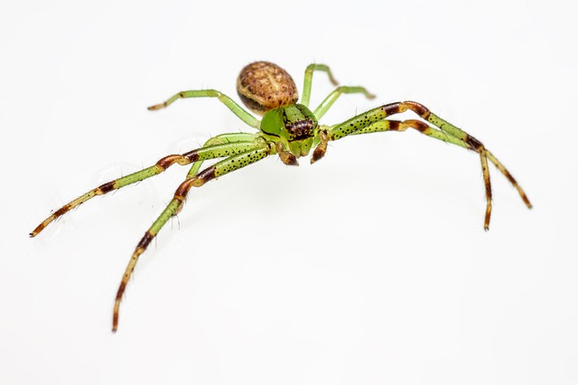 this image shows crab spider in Oakland, CA