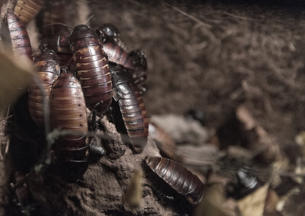 this image shows cockroaches in Oakland, CA