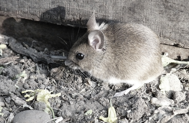 an image of house mouse in Oakland, CA