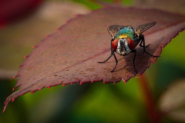 this is a picture of fly in Oakland, CA