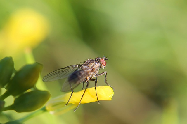 this image shows fly in Oakland, CA