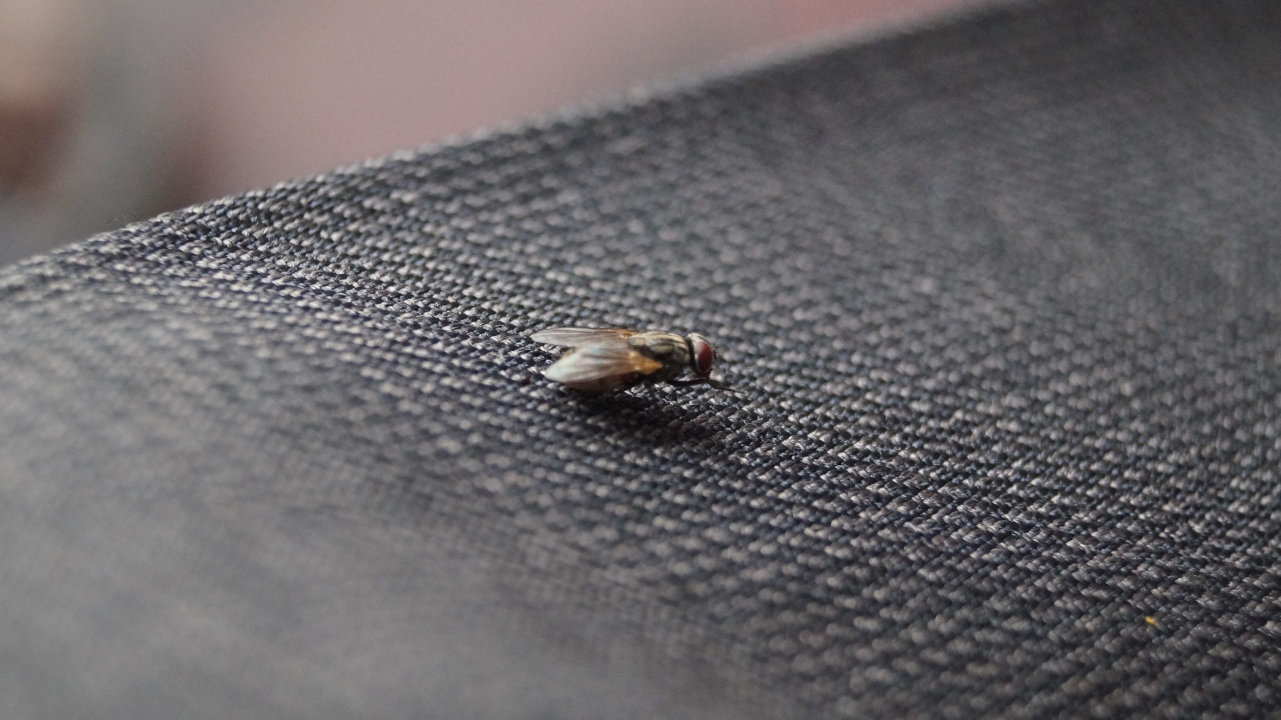 this is a picture of housefly in Oakland
