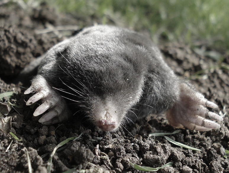 an image of Oakland moles.