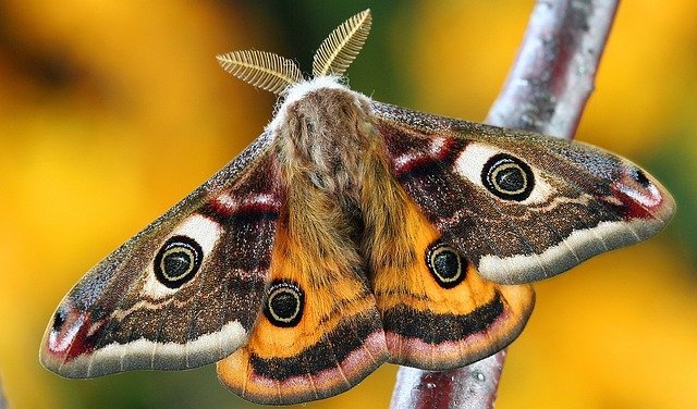 an image of Oakland moth