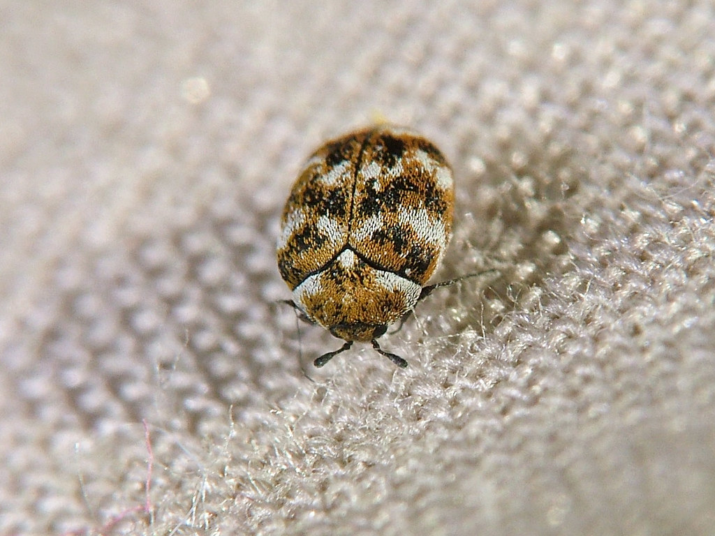 this is a picture of carpet beetle in Oakland, CA
