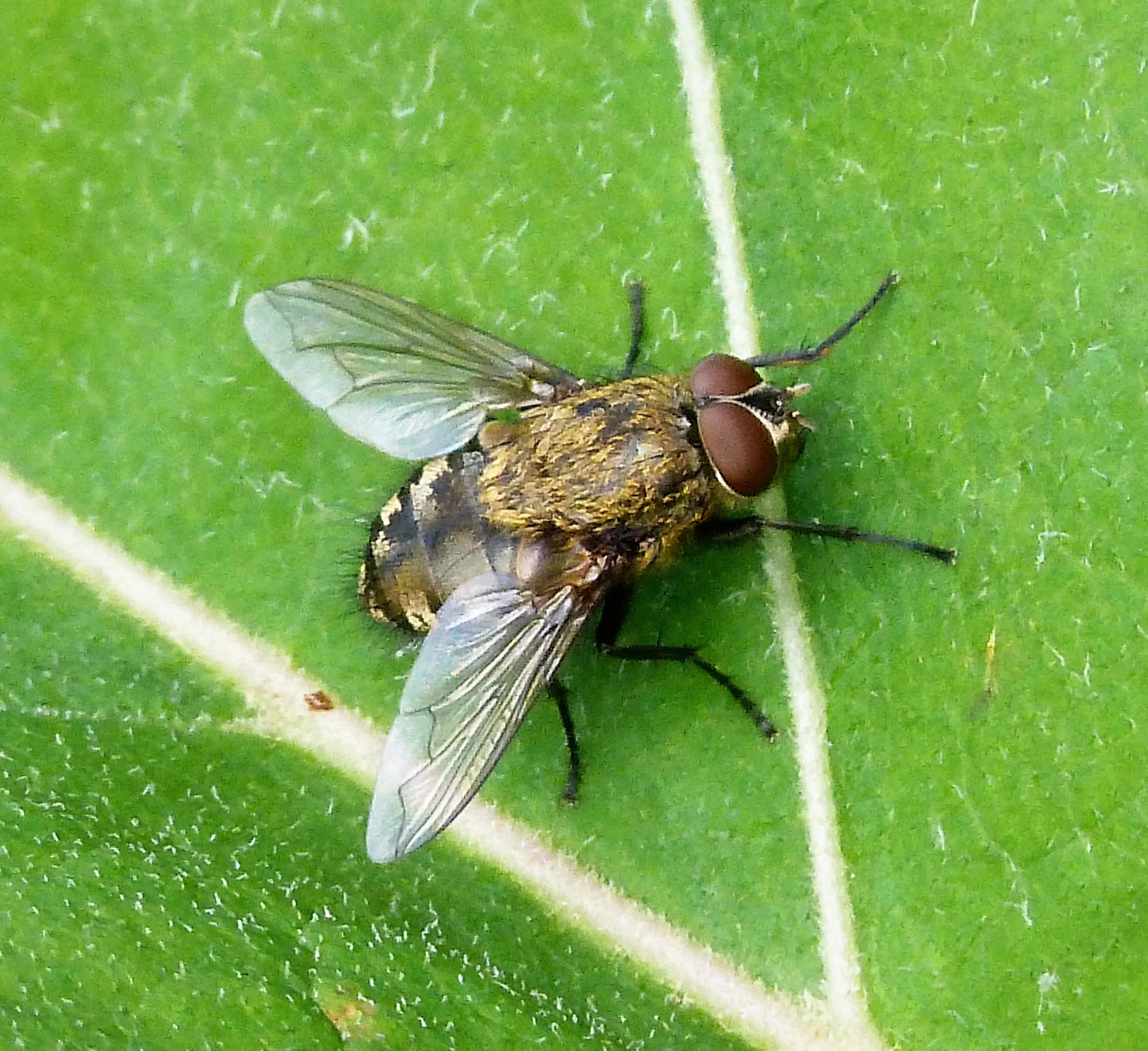 this is a picture of cluster fly in Oakland, CA