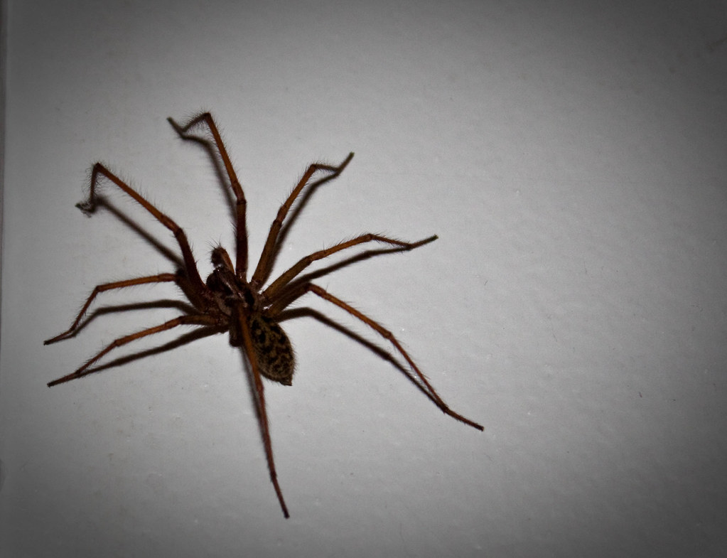 this is a picture of hobo spider in Oakland, CA