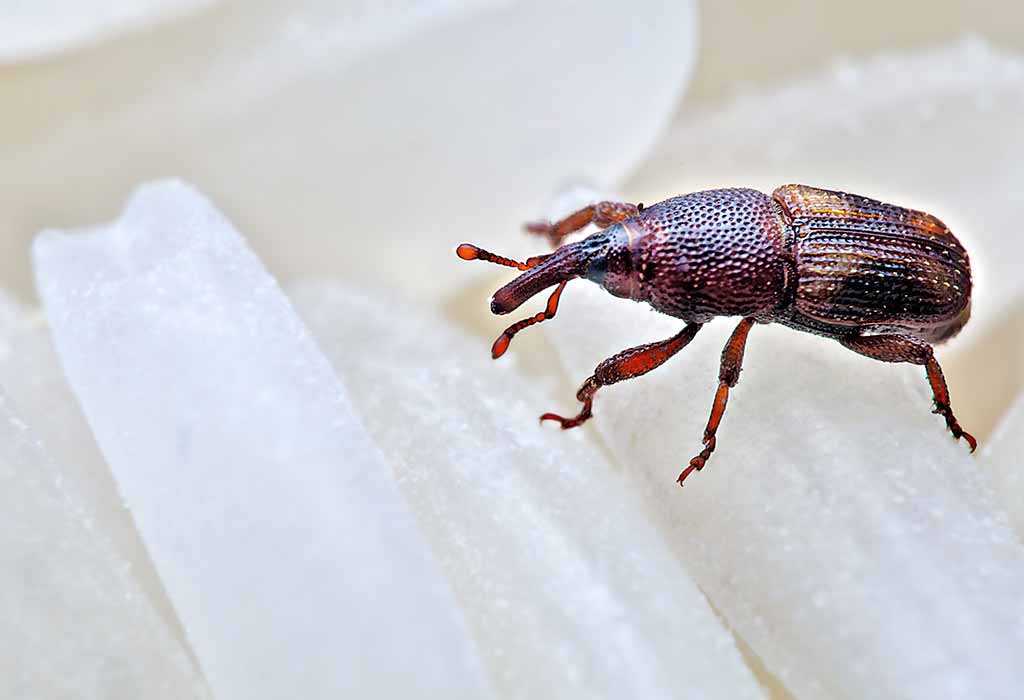 this is a picture of weevils in Oakland, CA