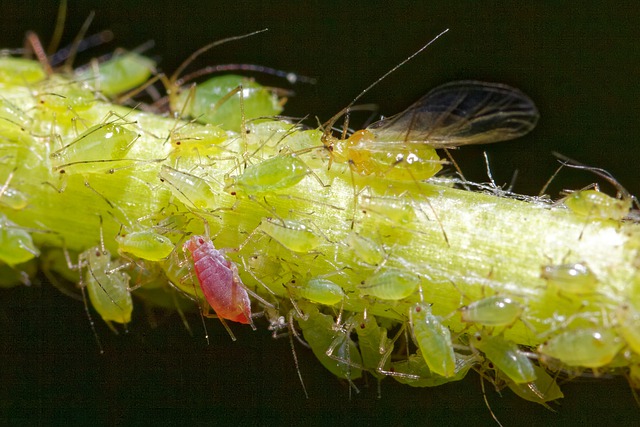 this is a picture of Oakland aphid