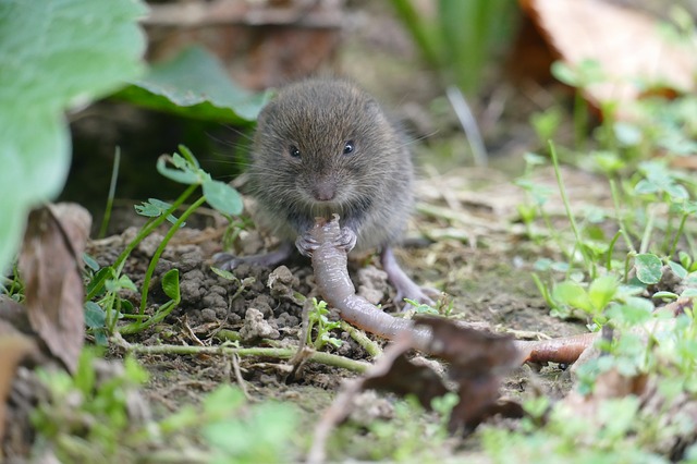this is a picture of Oakland voles control