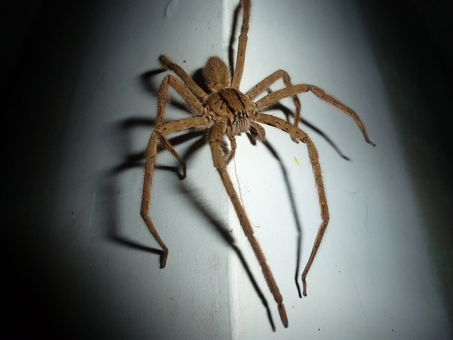 this is a picture of wolf spider in Oakland, CA